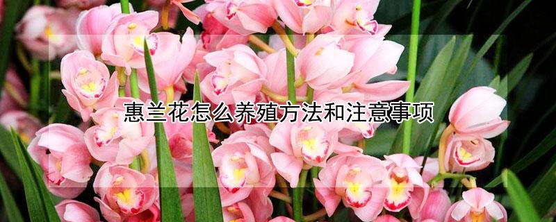 惠兰花怎么养殖方法和注意事项（惠兰花怎么养殖方法和注意事项惠兰什么时候开花）