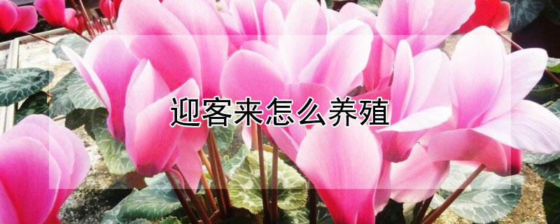 迎客来怎么养殖 迎客来花的养殖方法