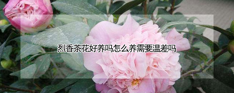 烈香茶花好养吗怎么养需要温差吗 烈香茶花养殖方法