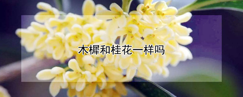 木樨和桂花一样吗 木樨树与桂花树的区别