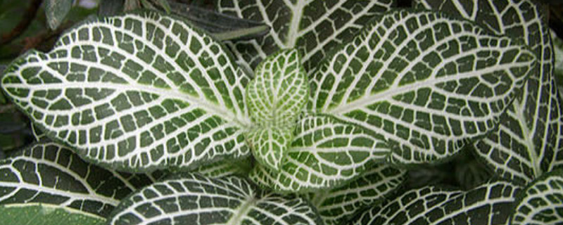 白网纹草花语 网纹草花语是什么