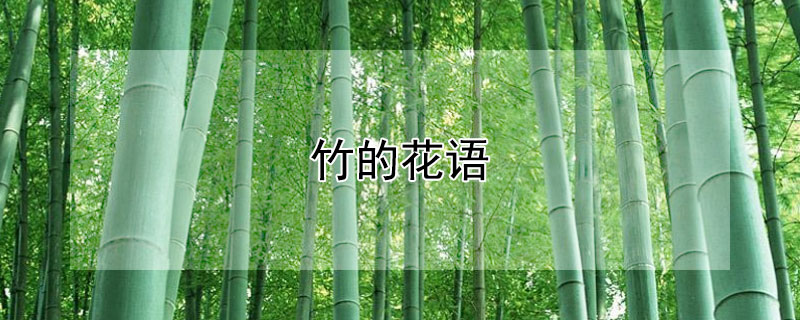 竹的花语（香石竹的花语）