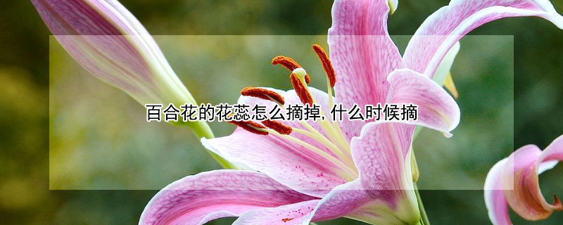 百合花的花蕊怎么摘掉,什么时候摘（百合花需要把花蕊摘了吗）