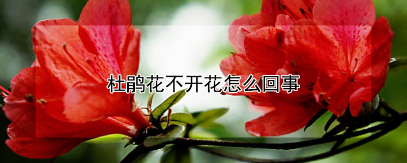 杜鹃花不开花怎么回事 杜鹃花不开花什么原因