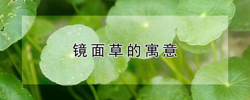 镜面草的寓意(镜面草的寓意是什么)