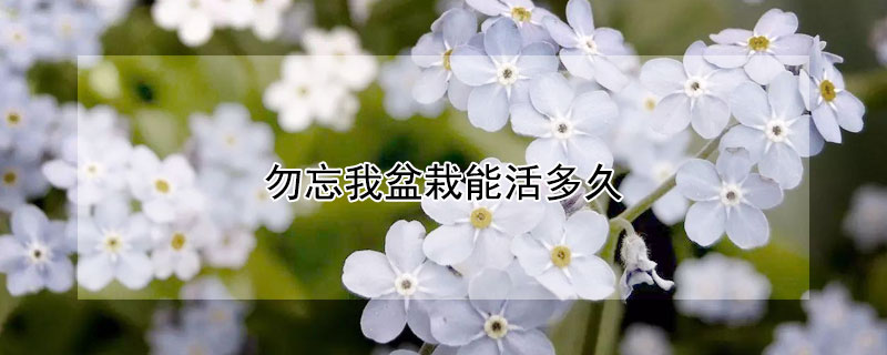 勿忘我盆栽能活多久（勿忘我盆栽怎么养）