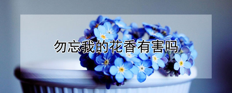 勿忘我的花香有害吗（勿忘我花香的功效）