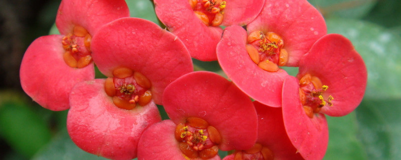 虎刺梅花的寓意和象征 虎刺梅象征什么