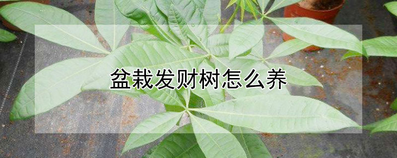 盆栽发财树怎么养 盆栽发财树怎么养才能更旺盛