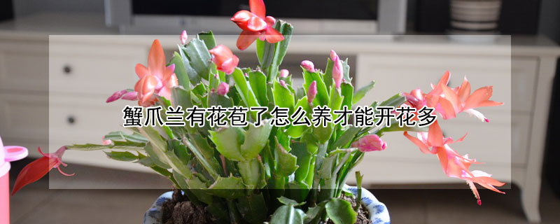 蟹爪兰有花苞了怎么养才能开花多（蟹爪兰有花苞的时候怎么养）