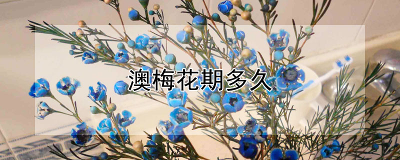 澳梅花期多久（澳梅开花时间）