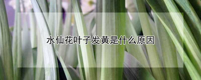 水仙花叶子发黄是什么原因 水仙花叶子黄了是怎么回事
