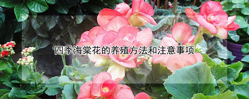四季海棠花的养殖方法和注意事项（四季海棠花的养殖方法和注意事项有哪些）