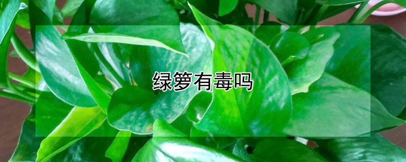 绿箩有毒吗（绿萝有毒吗宠物误食）