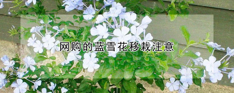 网购的蓝雪花移栽注意（网上买的蓝雪花怎么栽）