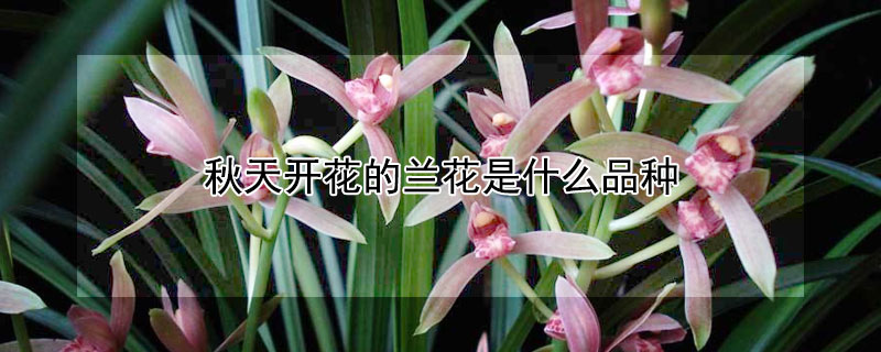 秋天开花的兰花是什么品种 秋天开花的兰花有哪些品种