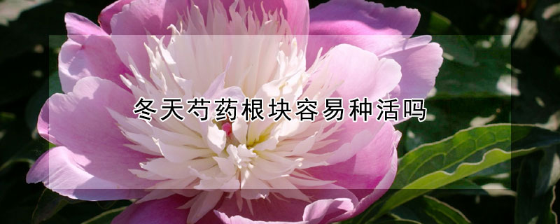 冬天芍药根块容易种活吗（芍药块根春天可以种植吗）