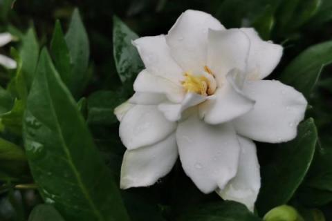 栀子花叶子发黄焦边干枯是怎么回事