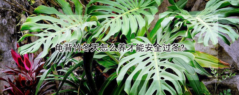 龟背竹冬天怎么养才能安全过冬? 冬天如何养龟背竹