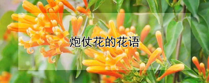 炮仗花的花语(炮仗花的花语和寓意)