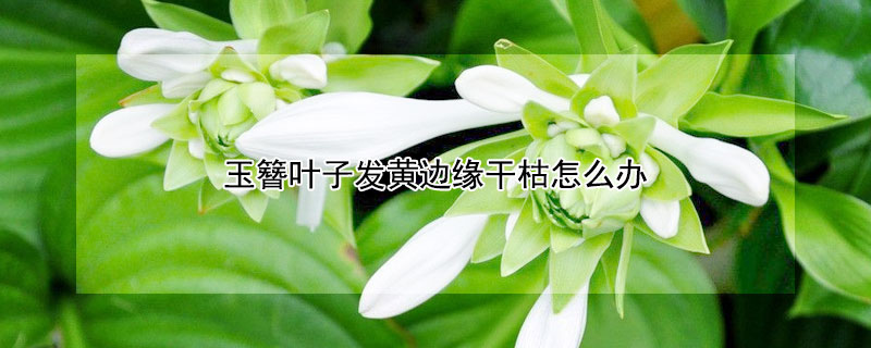 玉簪叶子发黄边缘干枯怎么办（玉簪叶子尖儿发黄干枯怎么回事）