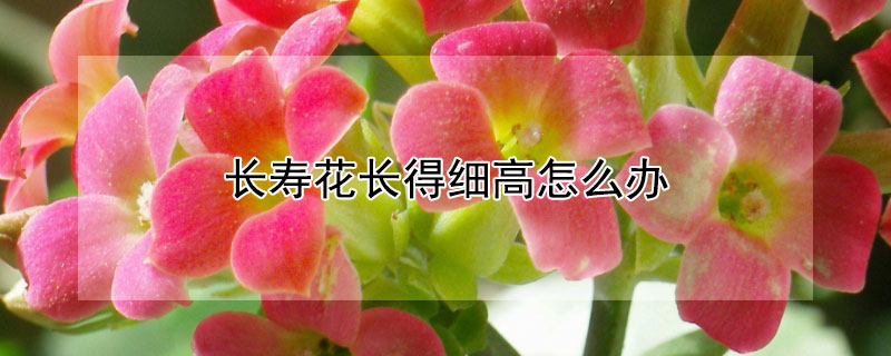 长寿花长得细高怎么办 长寿花长的太高怎么办