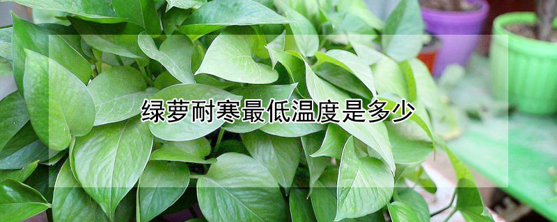 绿萝耐寒最低温度是多少（绿萝最高耐温度是多少）