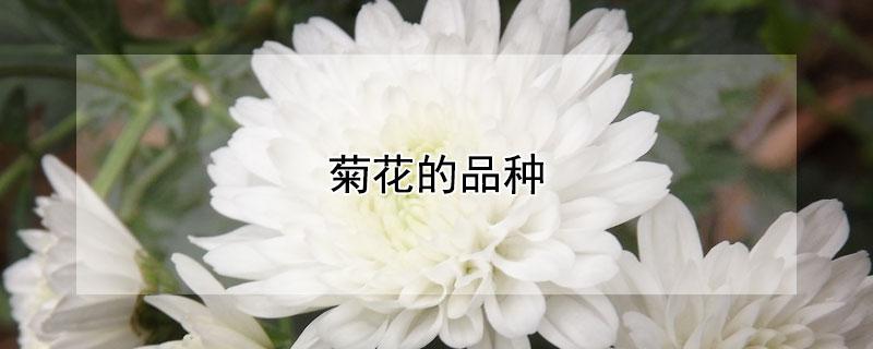 菊花的品种（菊花的品种大全及图片）