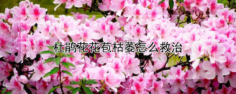 杜鹃花花苞枯萎怎么救治 杜鹃花花苞干枯怎么办