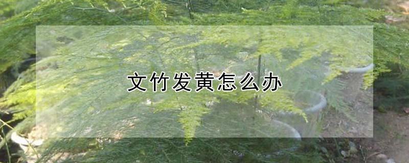 文竹发黄怎么办（盆景文竹发黄怎么办）
