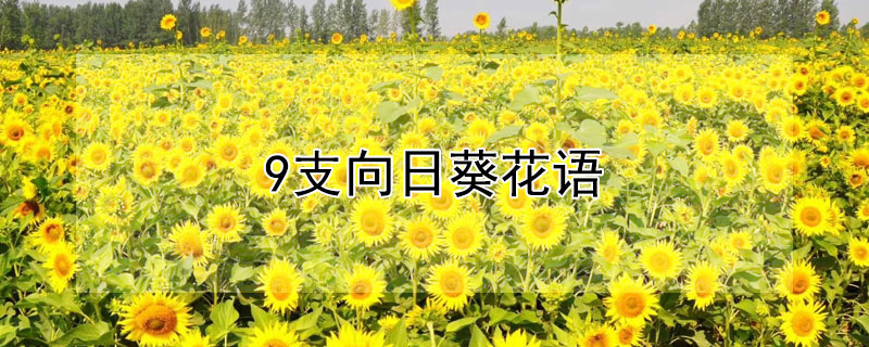 9支向日葵花语（向日葵花语三支）