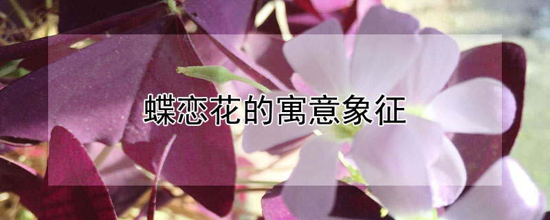 蝶恋花的寓意象征（蝴蝶恋花的寓意）