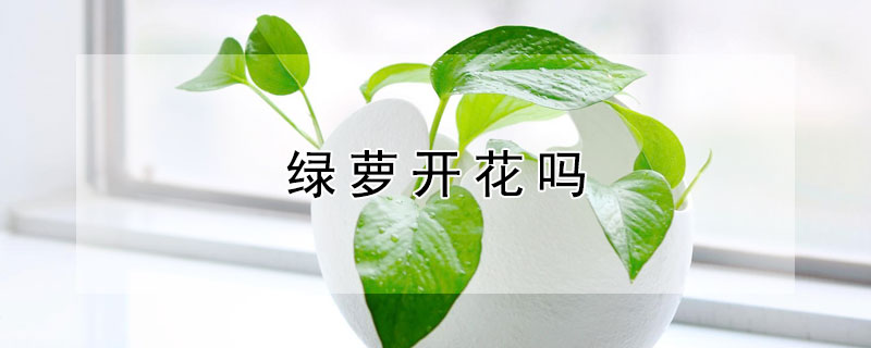 绿萝开花吗（绿萝开花吗在几月份开花）