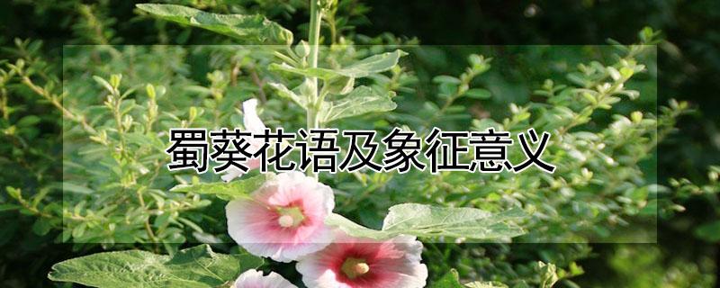 蜀葵花语及象征意义（蜀葵花语是什么）