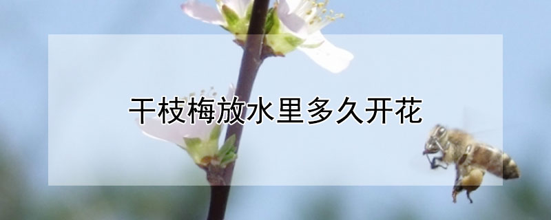 干枝梅放水里多久开花(干枝梅花泡水开花)