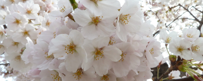 日本樱花的意义 日本樱花的意义是什么