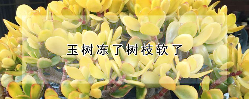 玉树冻了树枝软了(玉树上冻了怎么办)