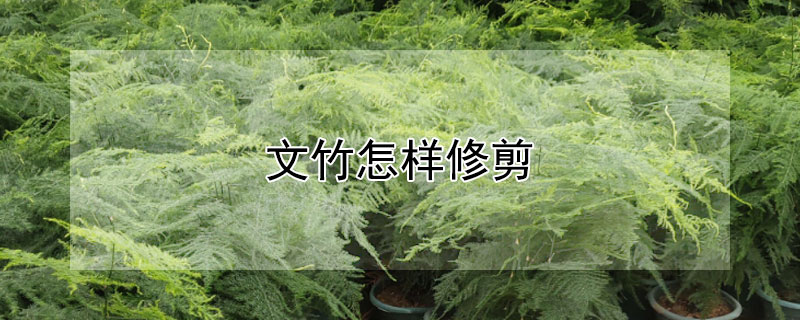 文竹怎样修剪 文竹怎样修剪和移盆