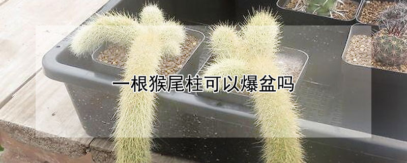 一根猴尾柱可以爆盆吗(一根猴尾柱可以爆盆吗需要注意什么)