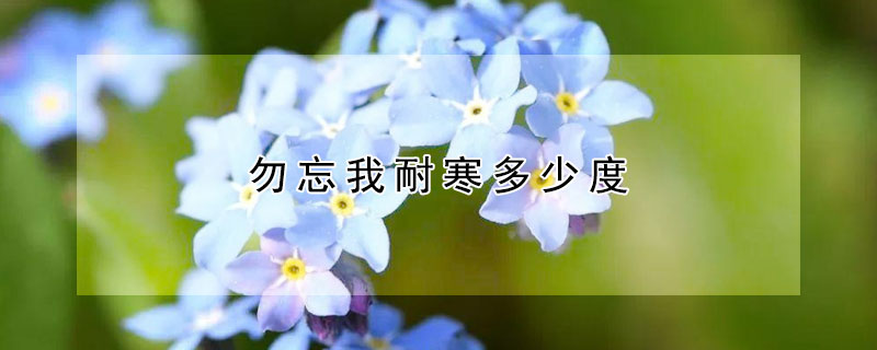 勿忘我耐寒多少度（勿忘我抗寒吗）