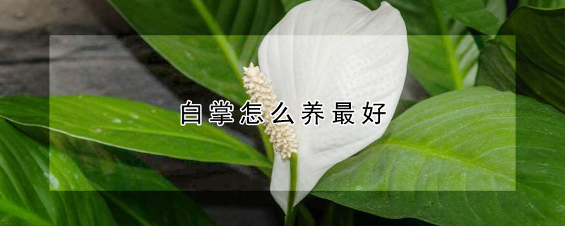 白掌怎么养最好（怎样养好白掌）