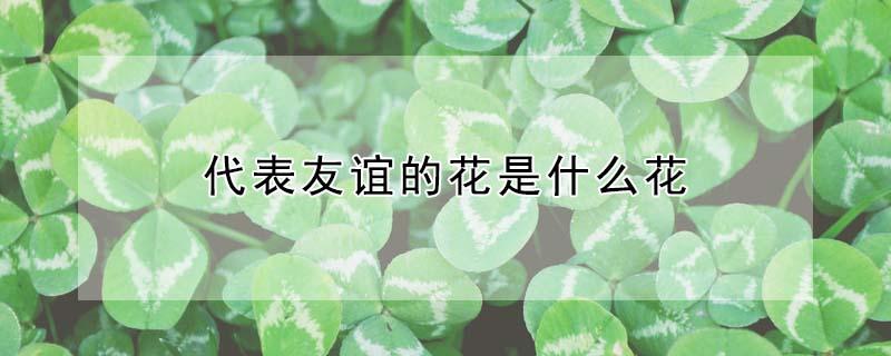 代表友谊的花是什么花 代表友谊的花是什么花花语