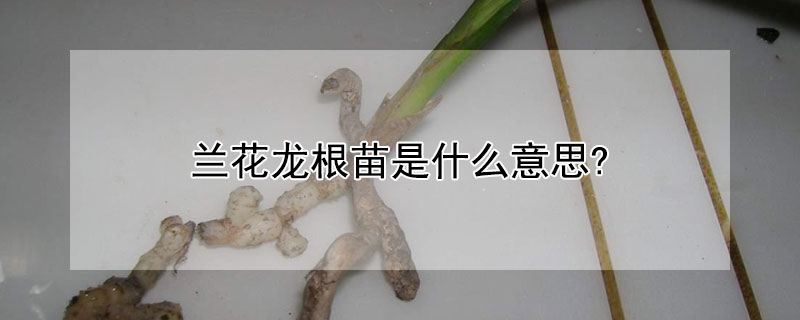 兰花龙根苗是什么意思?（龙根苗兰花开的是什么花）