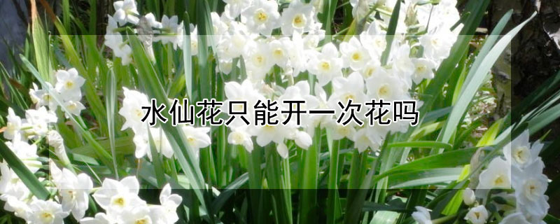 水仙花只能开一次花吗 水仙花只能开一次花吗?