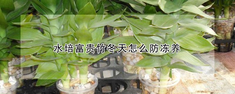 水培富贵竹冬天怎么防冻养 水培富贵竹如何安全过冬