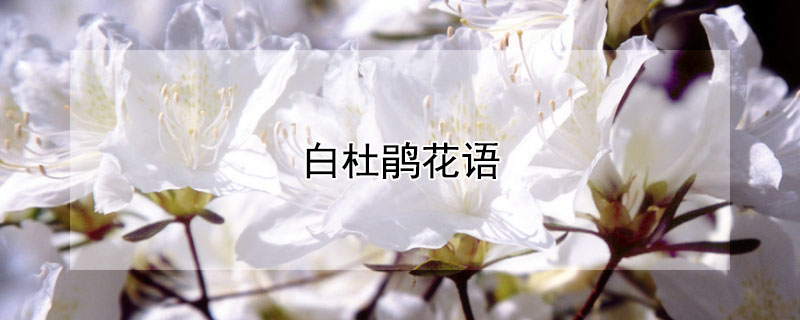 白杜鹃花语（白杜花的花语）