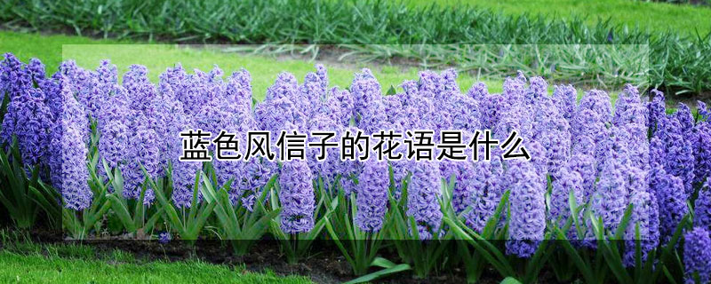 蓝色风信子的花语是什么（浅蓝色风信子的花语）