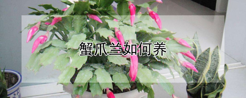 蟹爪兰如何养（蟹爪兰如何养护可以花期不断）