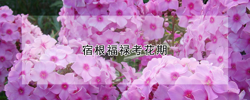 宿根福禄考花期（宿根福禄考花期什么时候）
