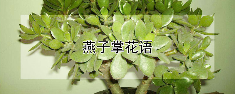 燕子掌花语（燕子掌的花）